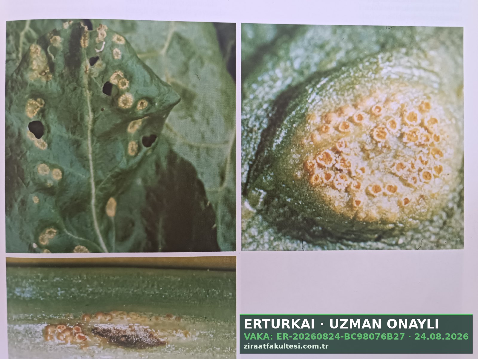Pancar pası