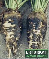 Kök çürüklüğü (Rhizoctonia)