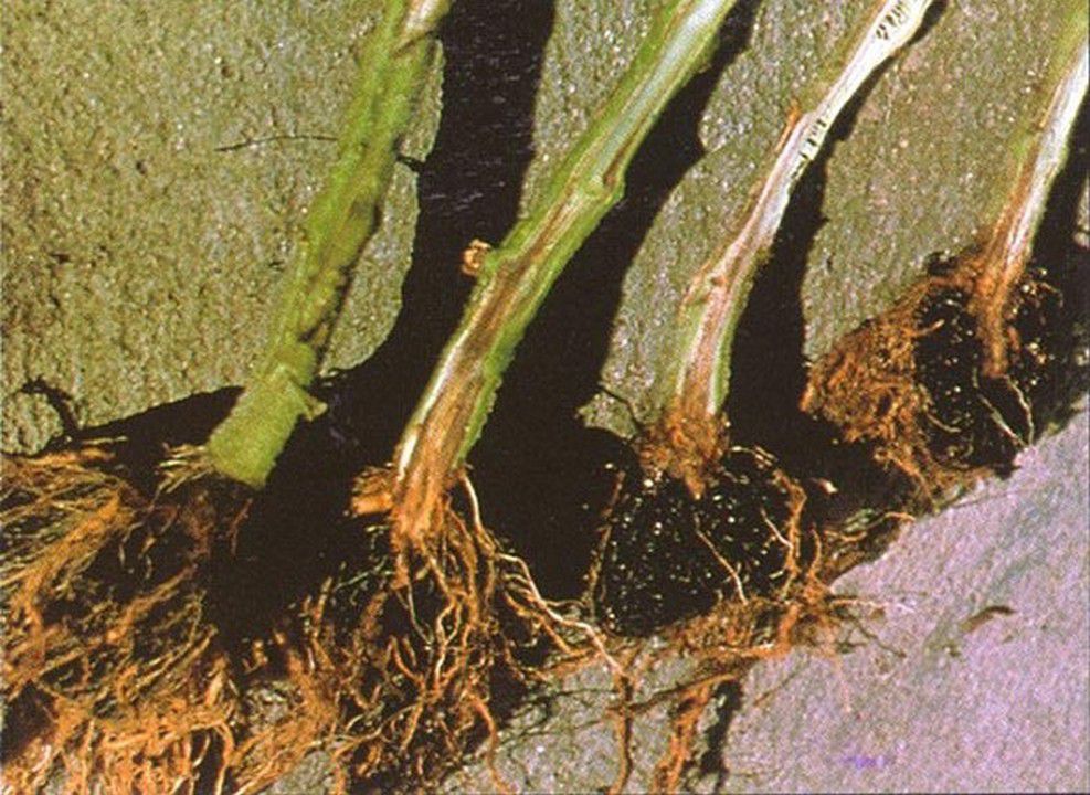 K�K BO�AZI HASTALIKLARI (Pseudocercosporella herpotrichoides, Rhizoctonia cerealis, Fusarium culmorum)