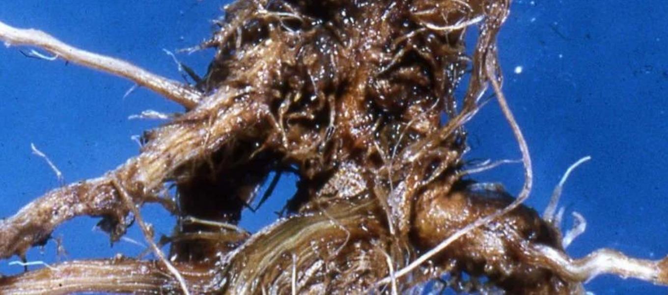 K�K VE K�K BO�AZI ��R�KL��� Fusarium culmorum, Fusarium Pseudograminearum