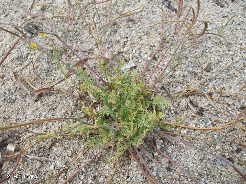 Boynuzlu kimyon (hypecoum procumbens)