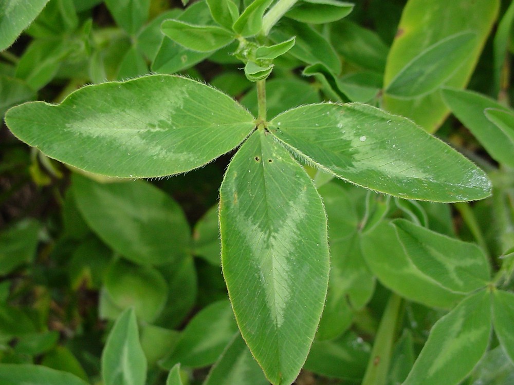 �ay�r t�rf�l� (trifolium pratense)