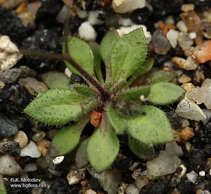 ��r��r otu (erophila verna)
