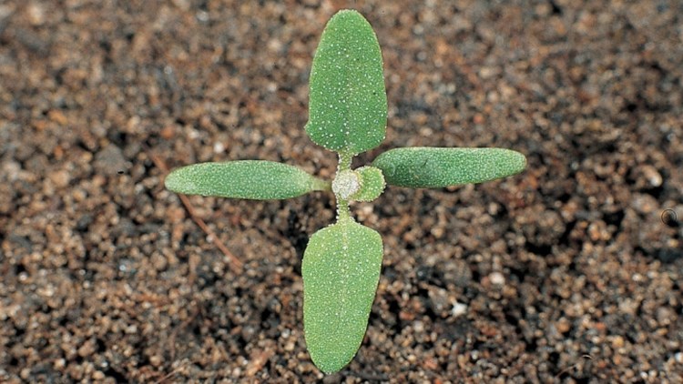 Sirken = Kazaya�� (Chenopodium album)