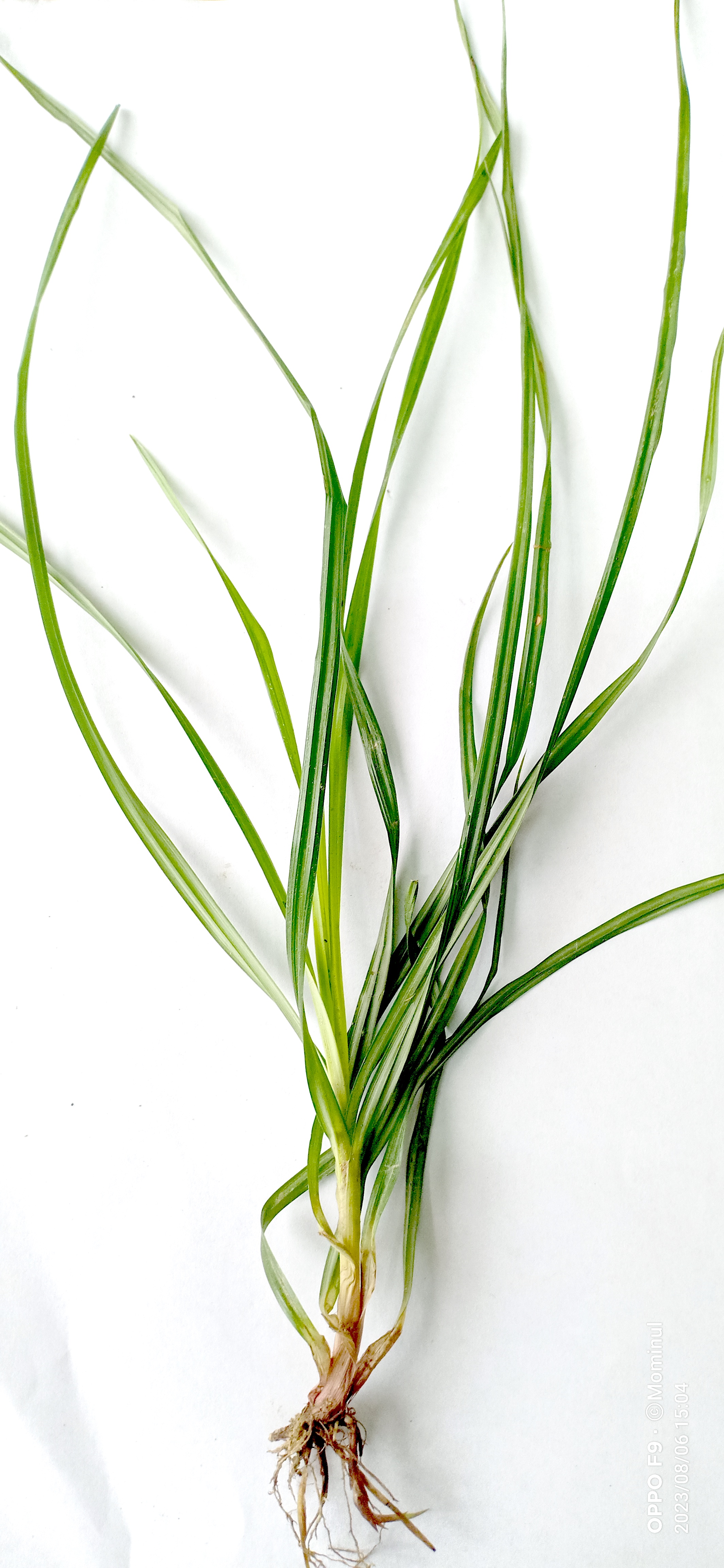 Topalak (Cyperus rotundus)