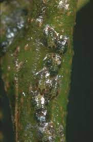 Armut psillidi (Cacopsylla pyri)