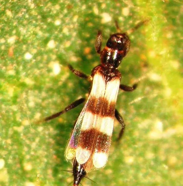 Ba� tripsleri Rubiothrips vitis, Mycterothrips albidicornis, Mycterothrips tschirkunae, Thrips tabaci