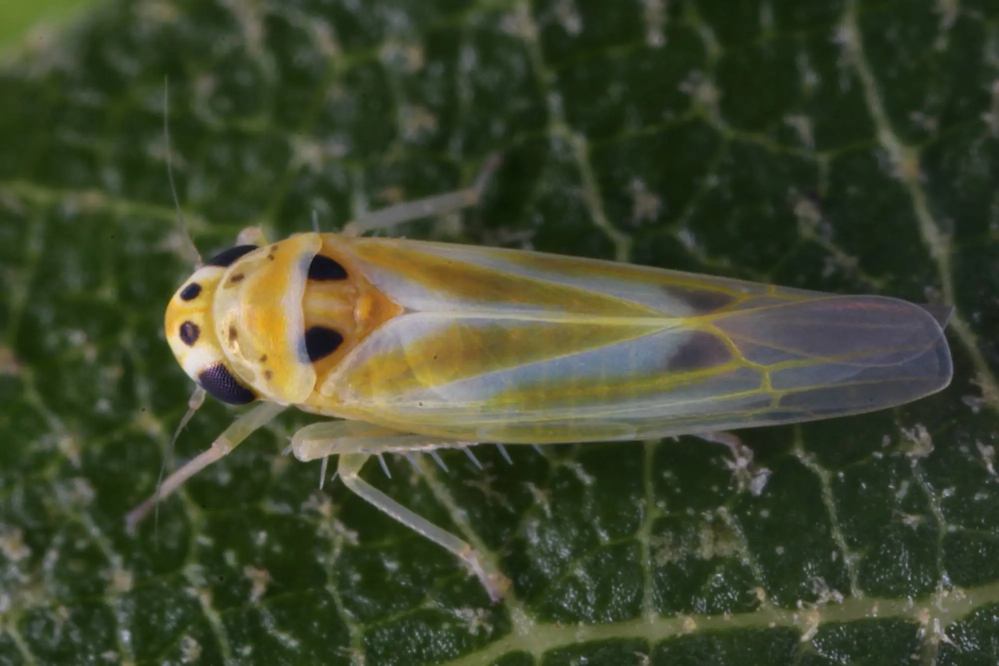 Ba� �vezi Erythroneura adanae