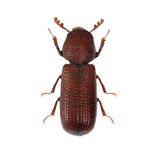 Ekin kambur biti (Rhizopertha dominica)