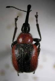 G�L HORTUMLU B�CE�� 