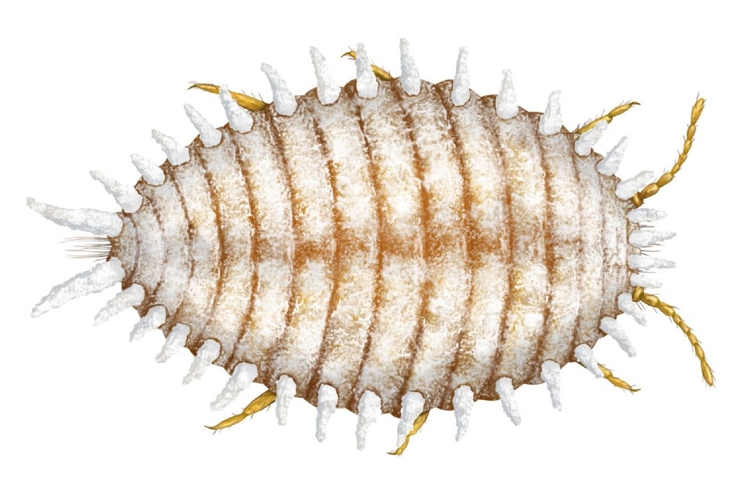 Unlubit Planococcus ficus, Planococcus citri